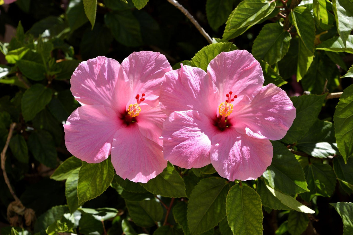 Hibiscus Bush Pink - View 4 from www redcrocus com