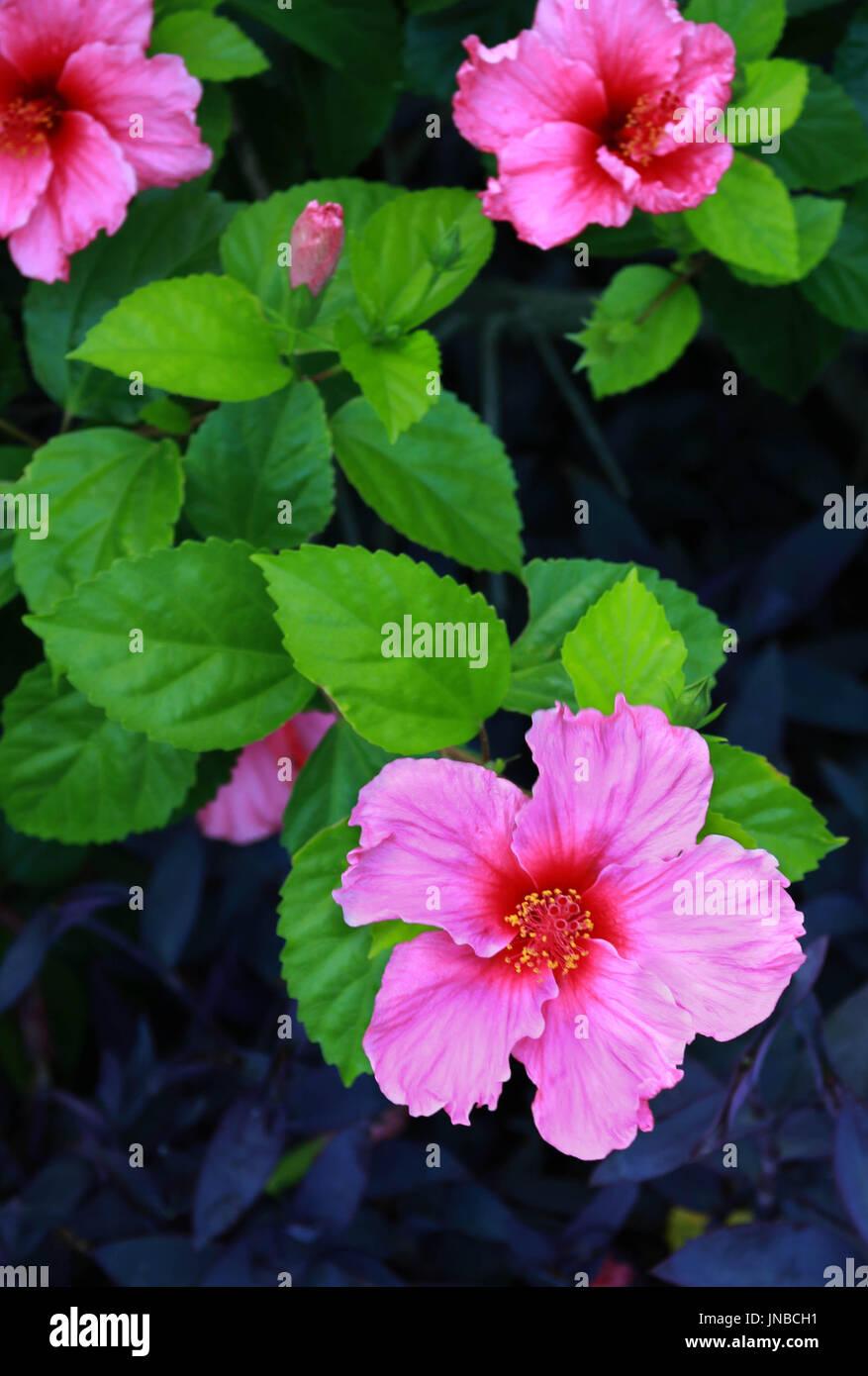 Hibiscus Bush Pink - View 6 from www redcrocus com