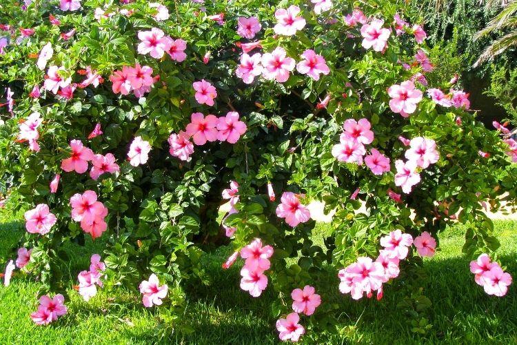 Hibiscus Bush Pink - View 8 from www redcrocus com