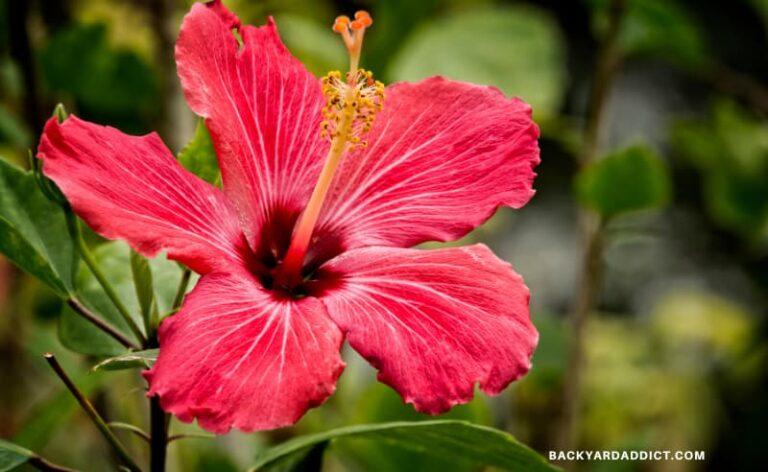 Hibiscus Bush Pink - View 9 from www redcrocus com
