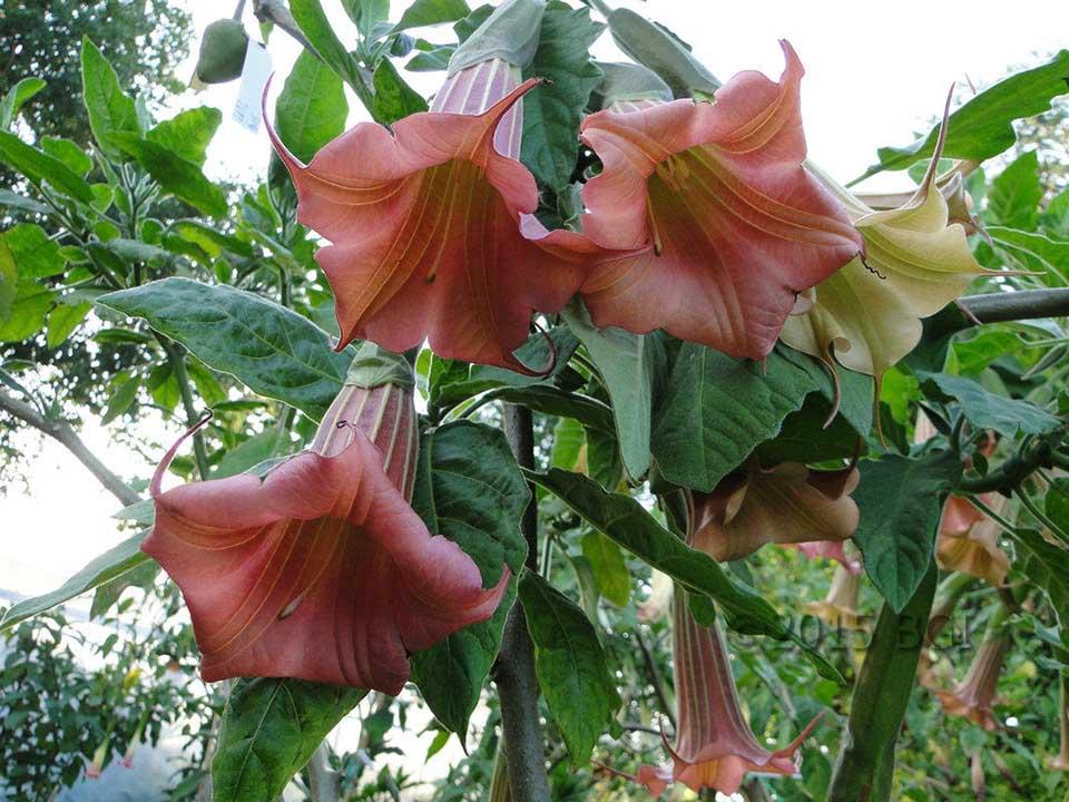 Brugmansia Assorted - View 11 from www redcrocus com