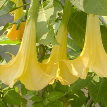 Brugmansia Assorted - View 12 from www redcrocus com