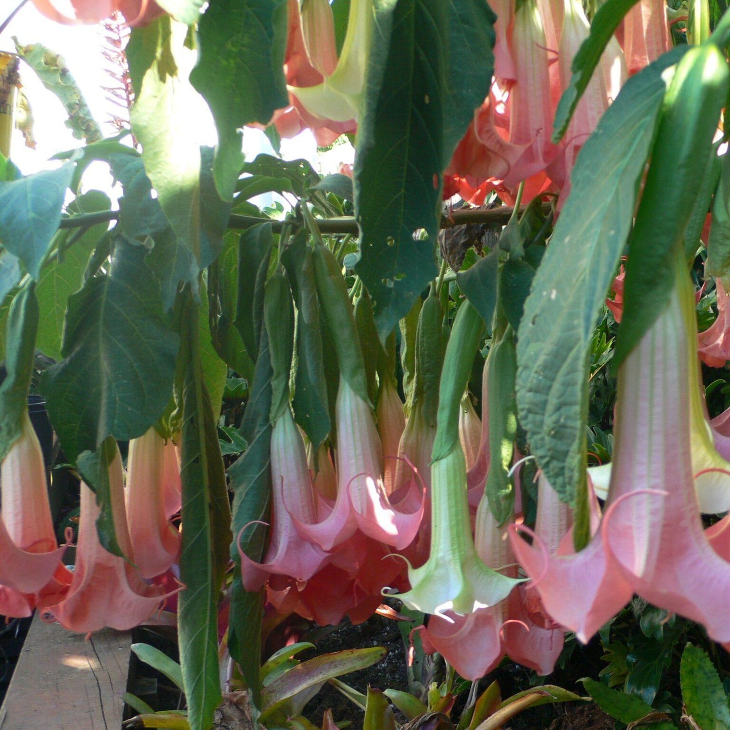 Brugmansia Assorted - View 13 from www redcrocus com