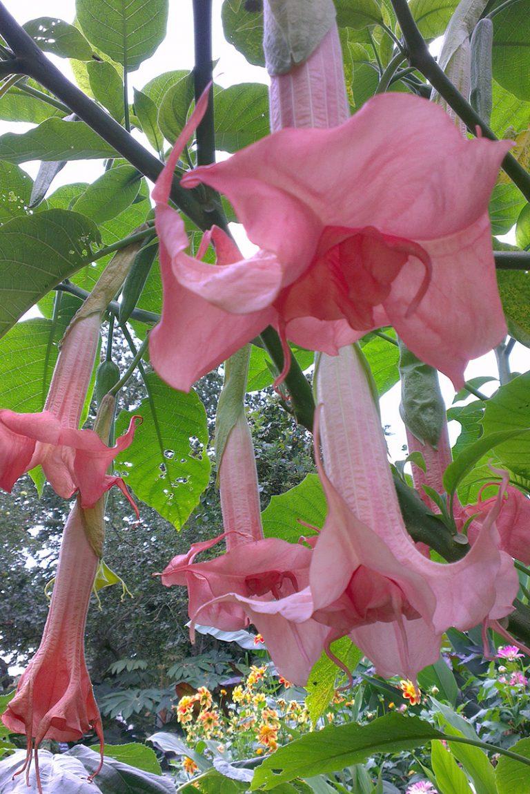 Brugmansia Assorted - View 14 from www redcrocus com
