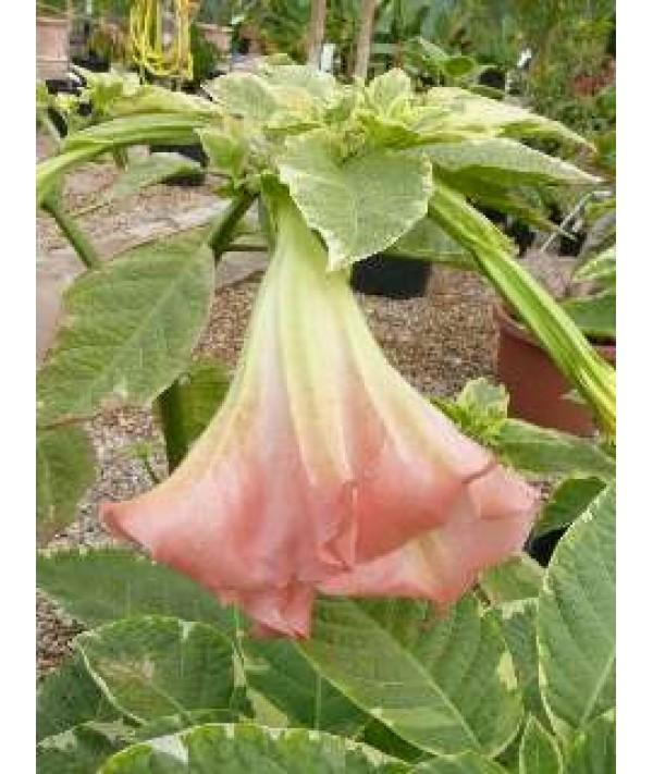 Brugmansia Assorted - View 15 from www redcrocus com
