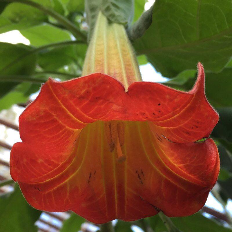 Brugmansia Assorted - View 16 from www redcrocus com