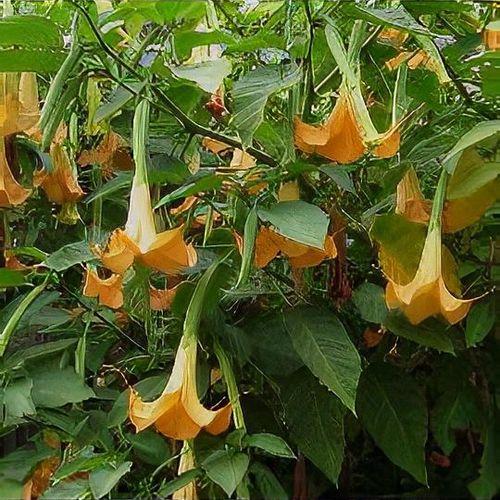 Brugmansia Assorted - View 17 from www redcrocus com