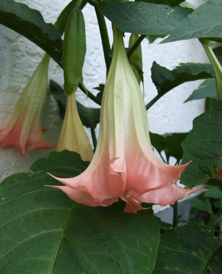 Brugmansia Assorted - View 18 from www redcrocus com