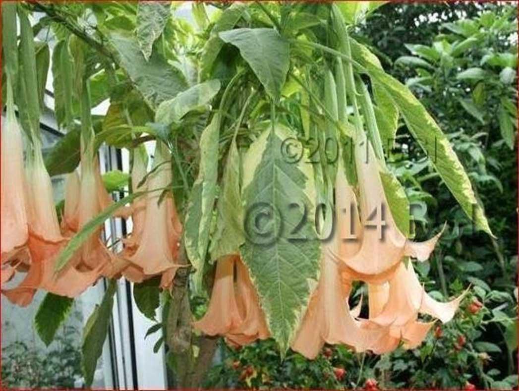 Brugmansia Assorted - View 19 from www redcrocus com