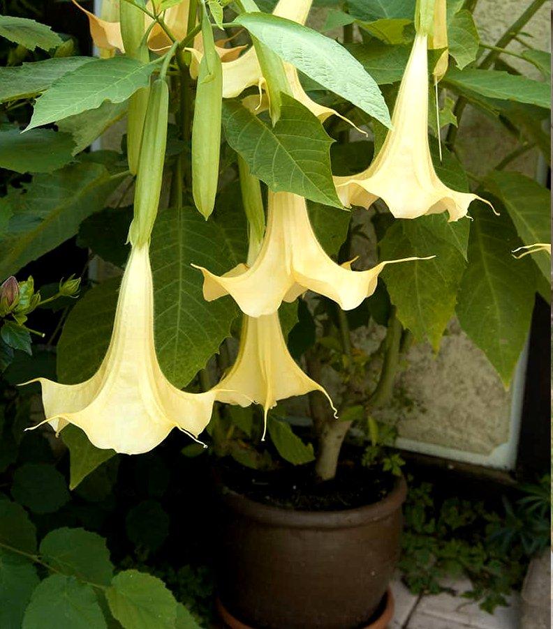 Brugmansia Assorted - View 1 from www redcrocus com