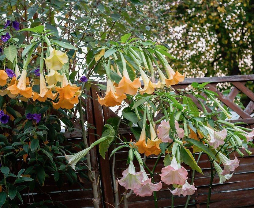 Brugmansia Assorted - View 2 from www redcrocus com