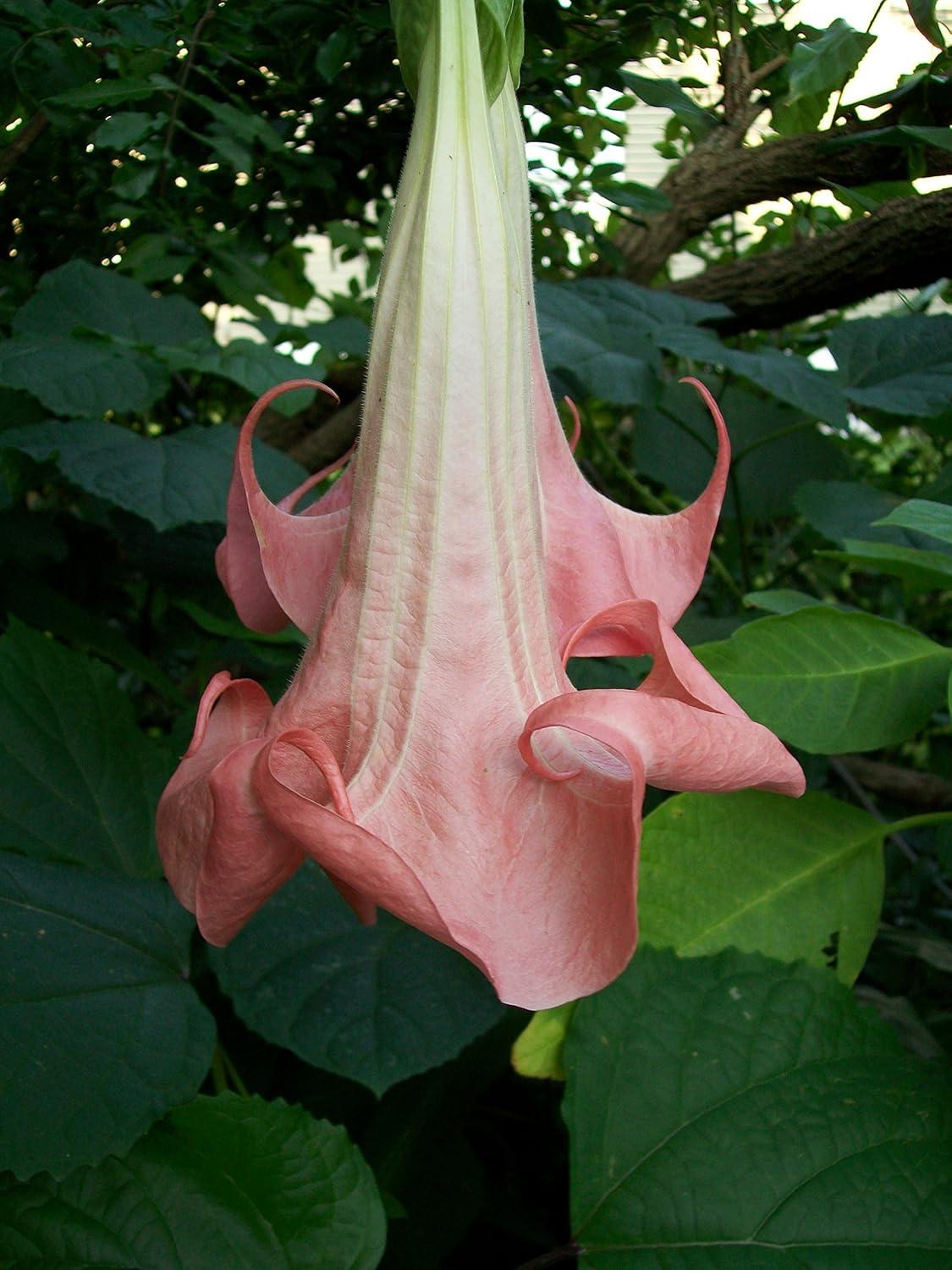 Brugmansia Assorted - View 3 from www redcrocus com