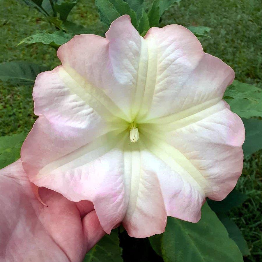 Brugmansia Assorted - View 5 from www redcrocus com