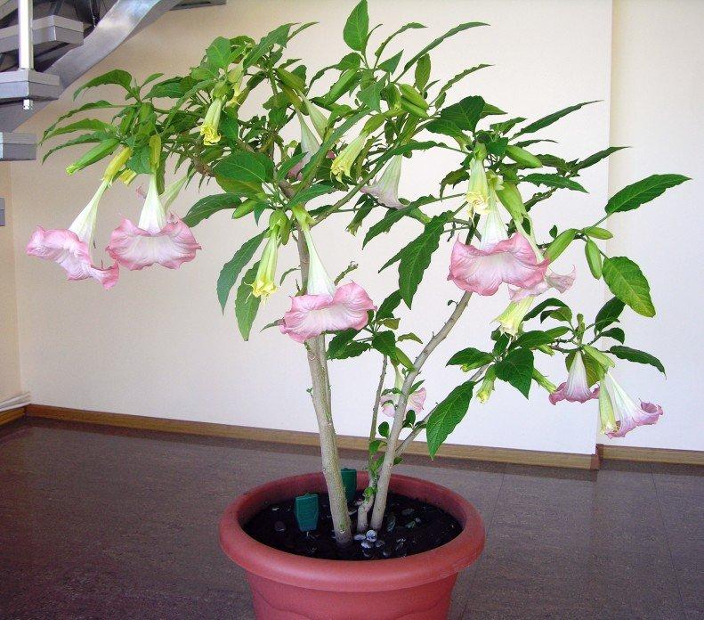 Brugmansia Assorted - View 6 from www redcrocus com