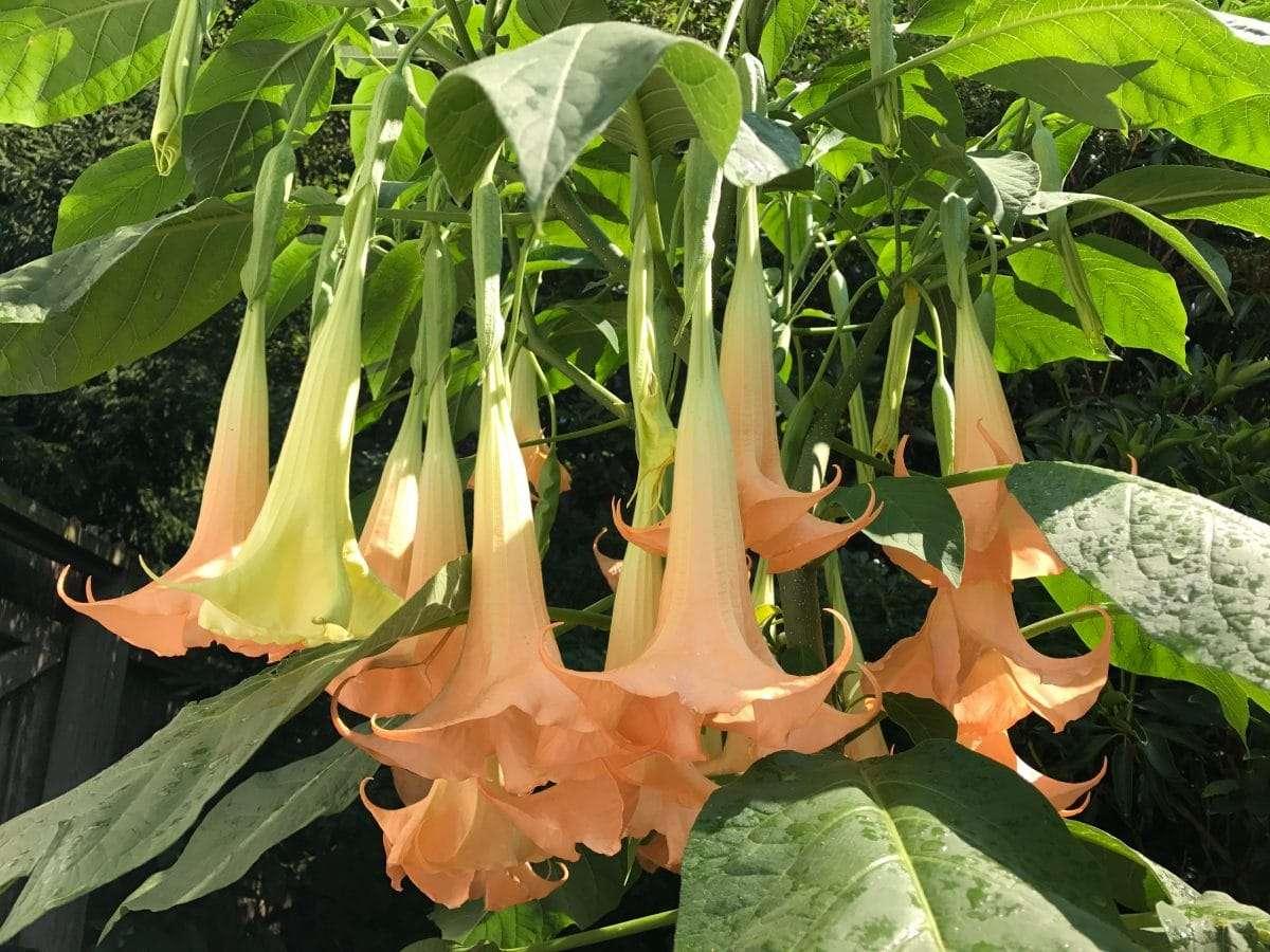 Brugmansia Assorted - View 7 from www redcrocus com