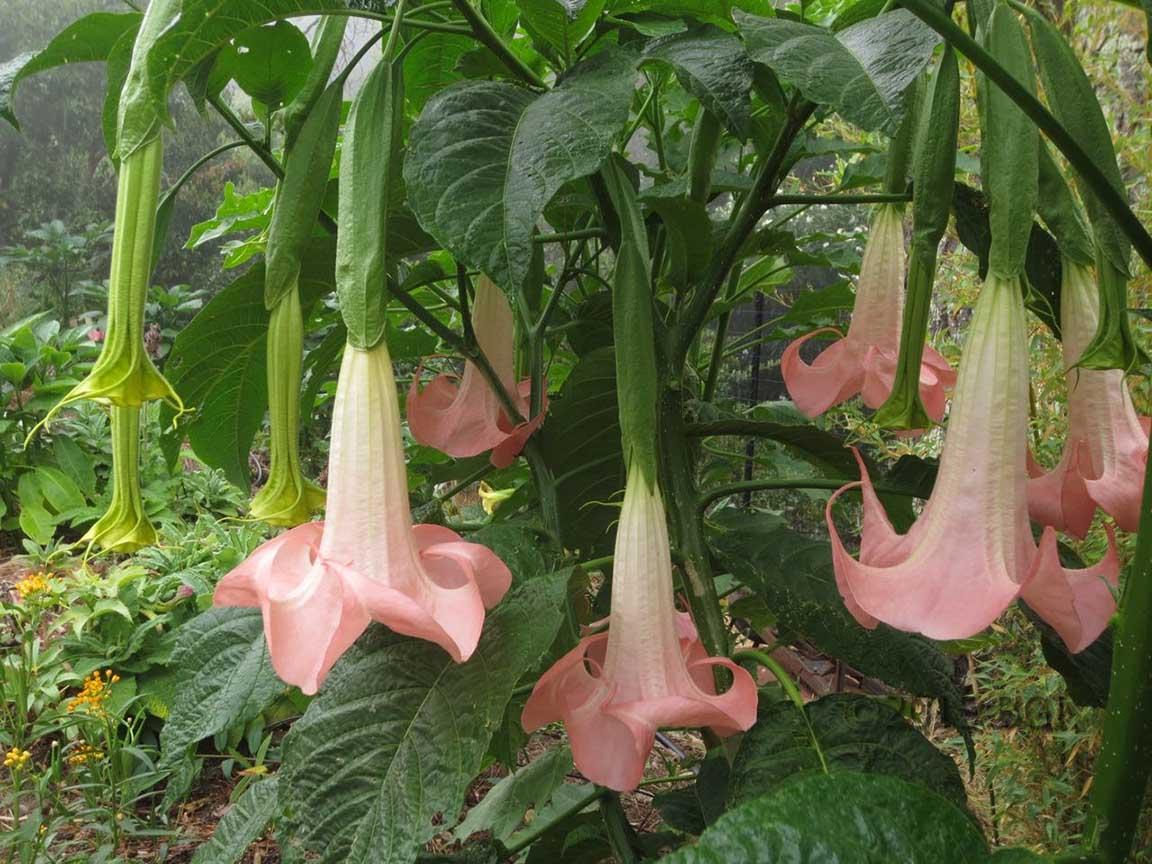 Brugmansia Assorted - View 8 from www redcrocus com