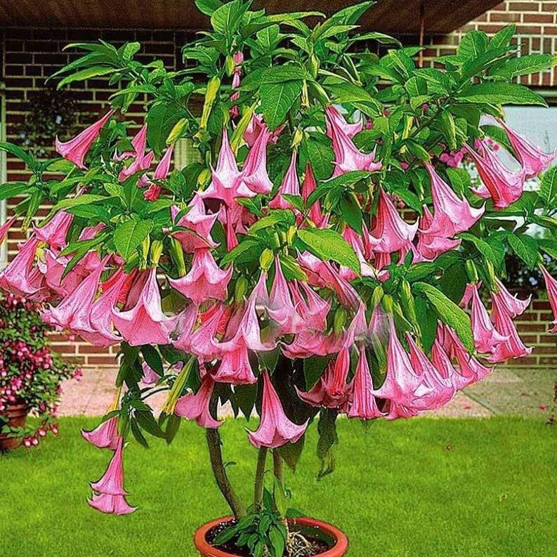 Brugmansia Assorted - View 9 from www redcrocus com