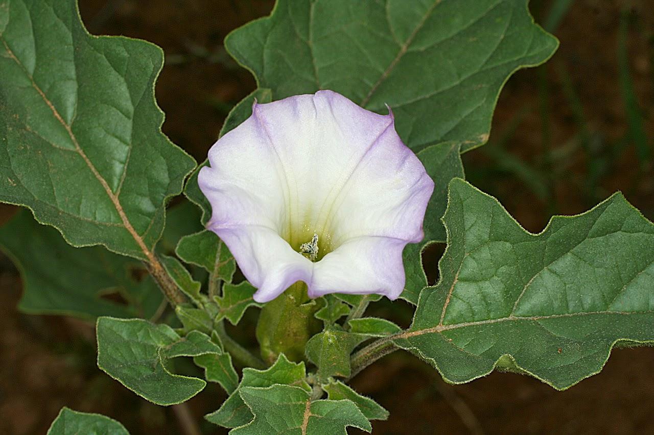 Datura Assorted - View 9 from www redcrocus com