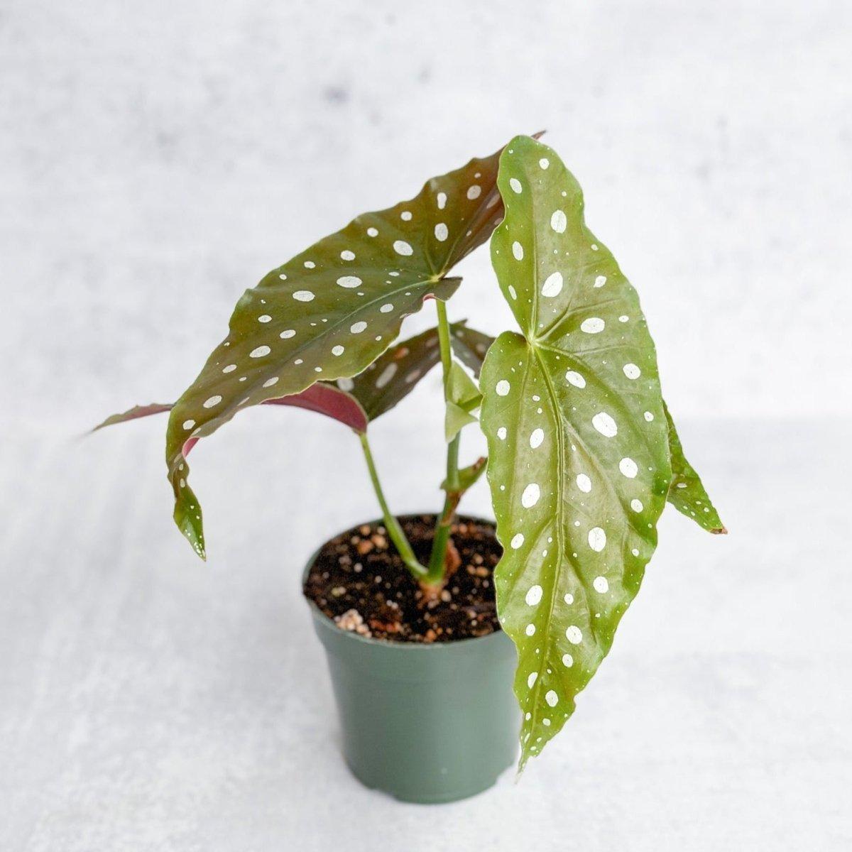 Begonia Maculata - View 11 from www redcrocus com