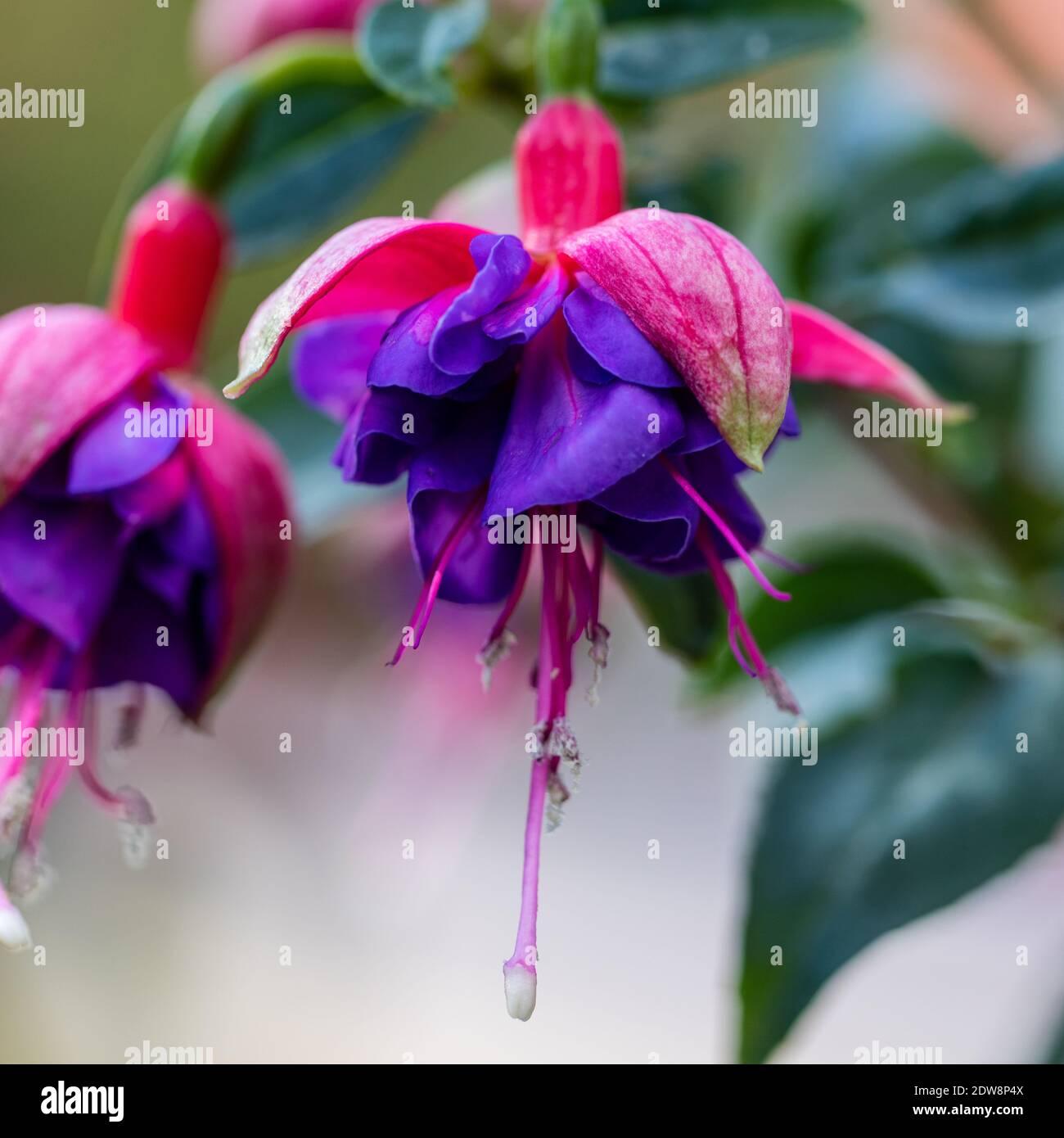 Fuchsia Winston Churchill Standard - View 18 from www redcrocus com
