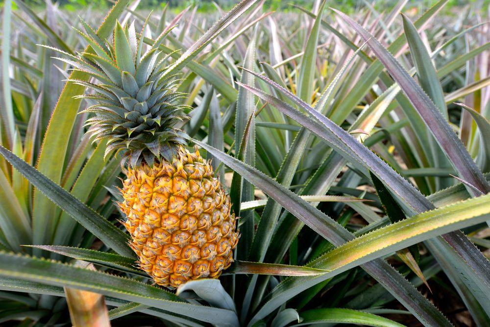 Pineapple - View 6 from www redcrocus com