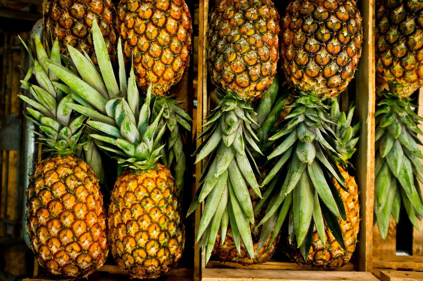 Pineapple - View 9 from www redcrocus com