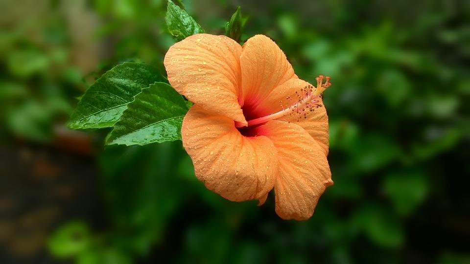 Hibiscus Standard Orange - View 9 from www redcrocus com