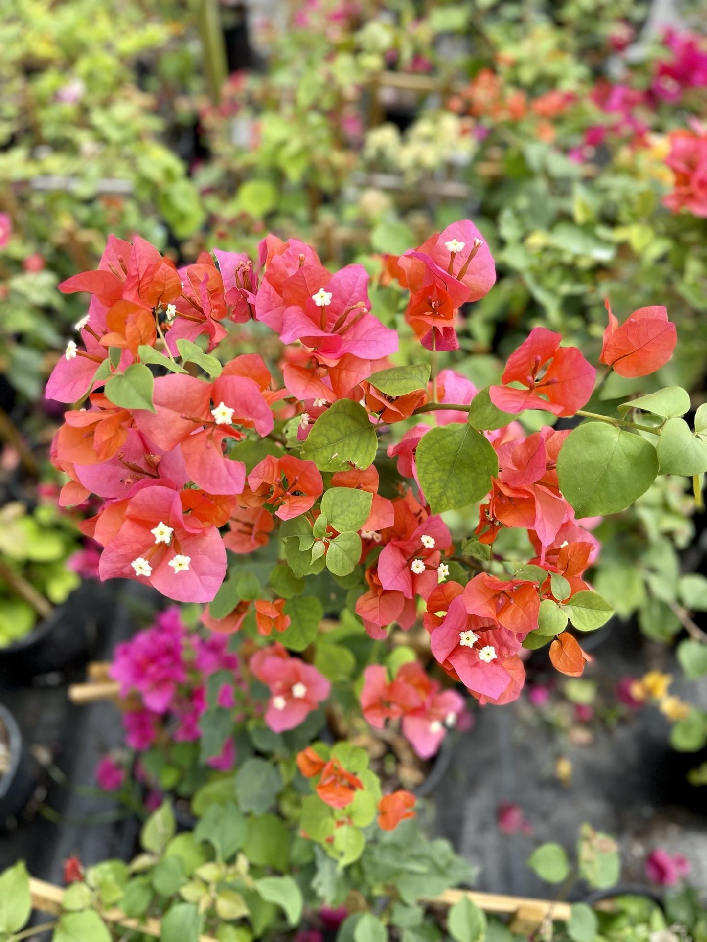 Bougainvillea Assorted Bush - View 10 from www redcrocus com