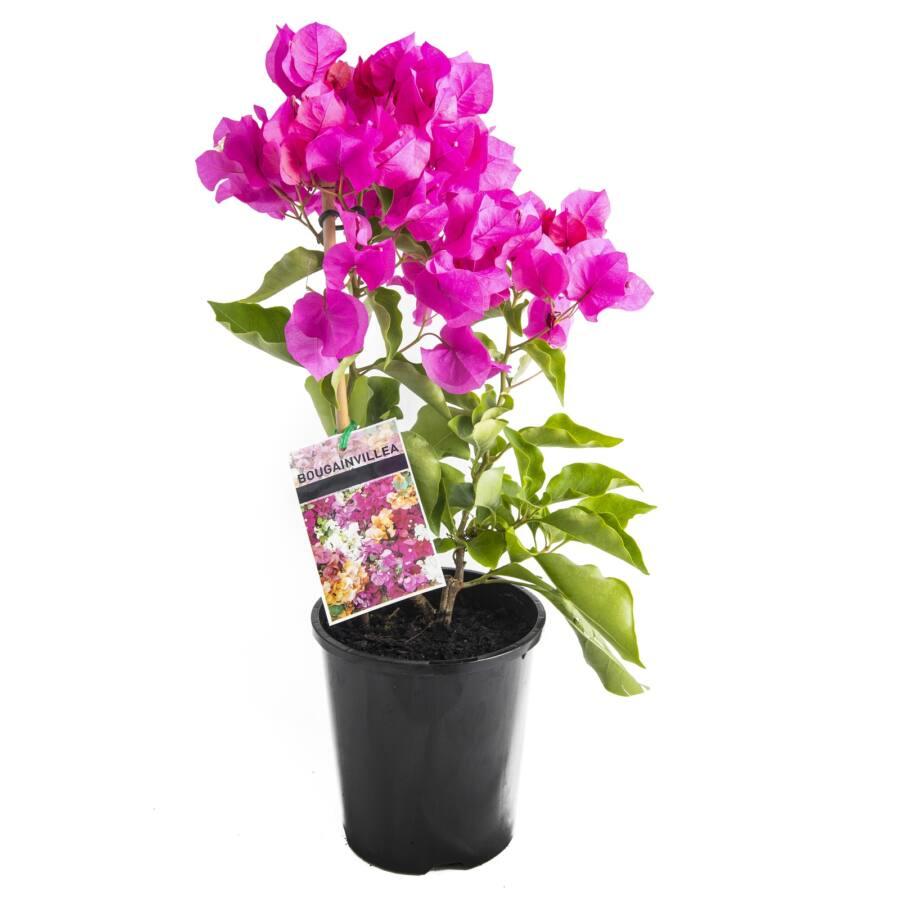 Bougainvillea Assorted Bush - View 11 from www redcrocus com