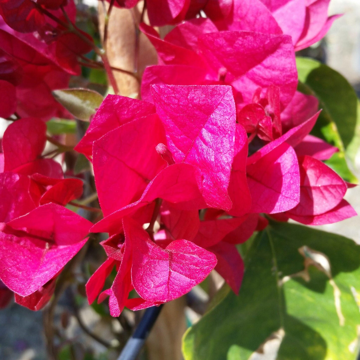 Bougainvillea Assorted Bush - View 14 from www redcrocus com
