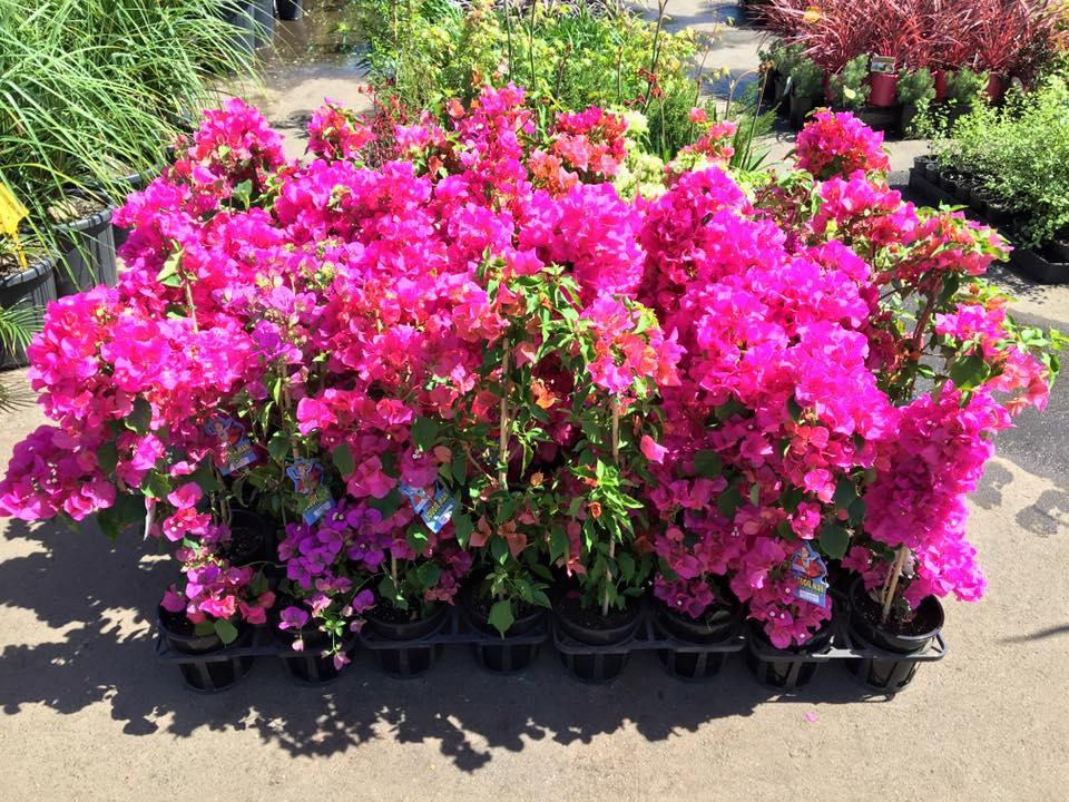 Bougainvillea Assorted Bush - View 16 from www redcrocus com