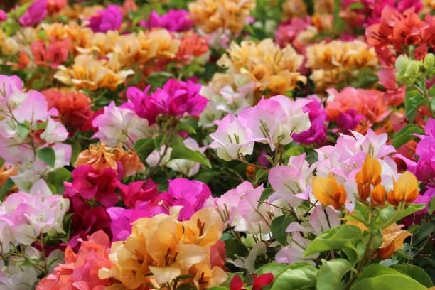 Bougainvillea Assorted Bush - View 1 from www redcrocus com