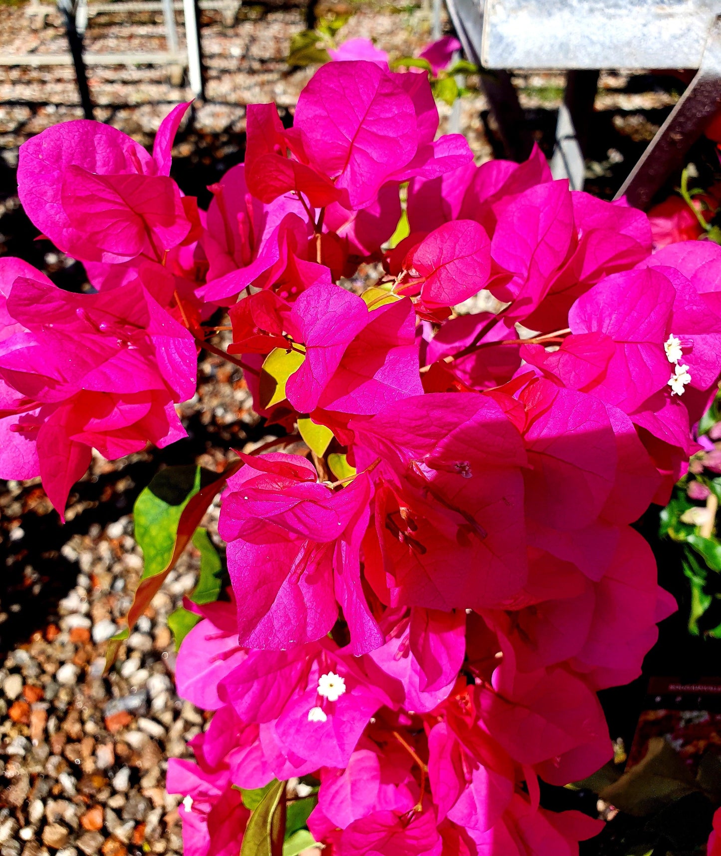 Bougainvillea Assorted Bush - View 3 from www redcrocus com