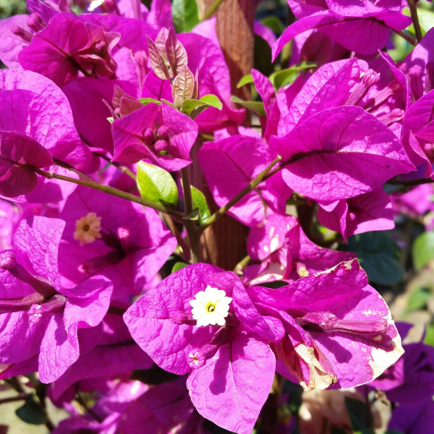 Bougainvillea Assorted Bush - View 4 from www redcrocus com