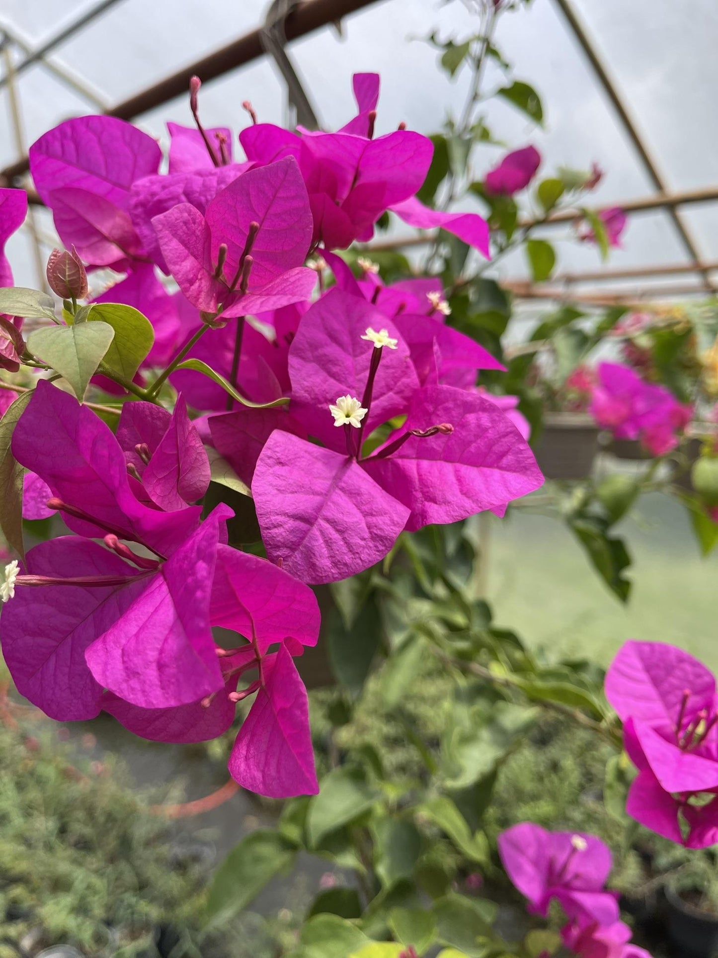 Bougainvillea Assorted Bush - View 5 from www redcrocus com
