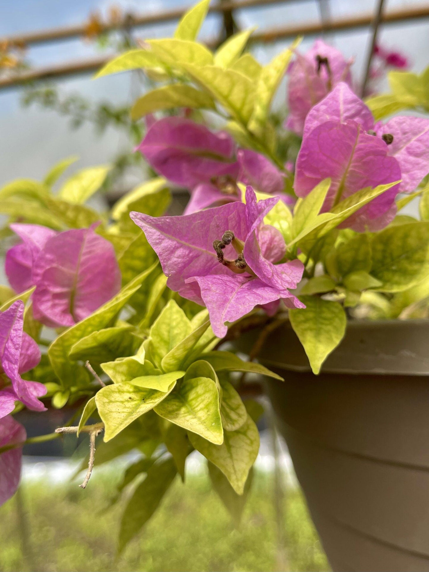 Bougainvillea Assorted Bush - View 6 from www redcrocus com