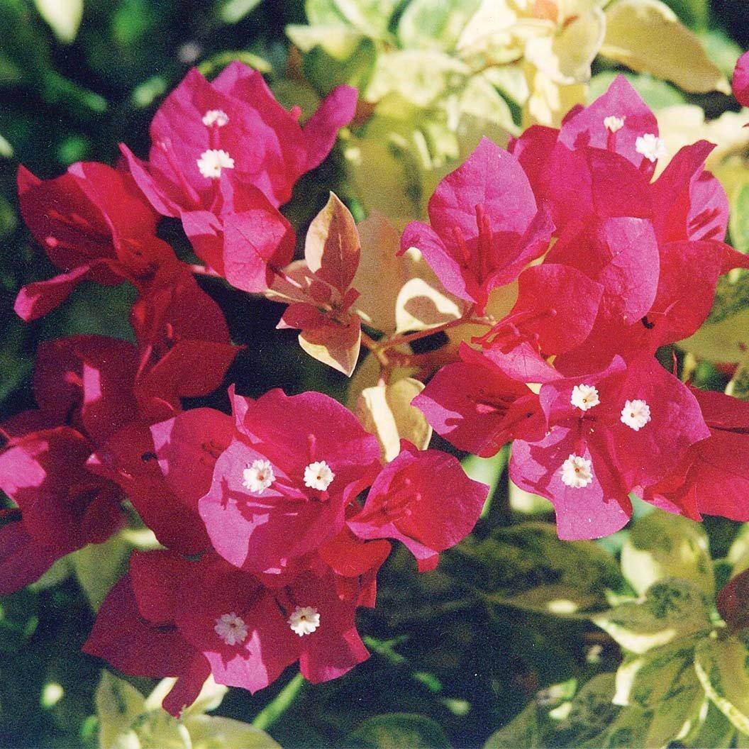 Bougainvillea Assorted Bush - View 8 from www redcrocus com