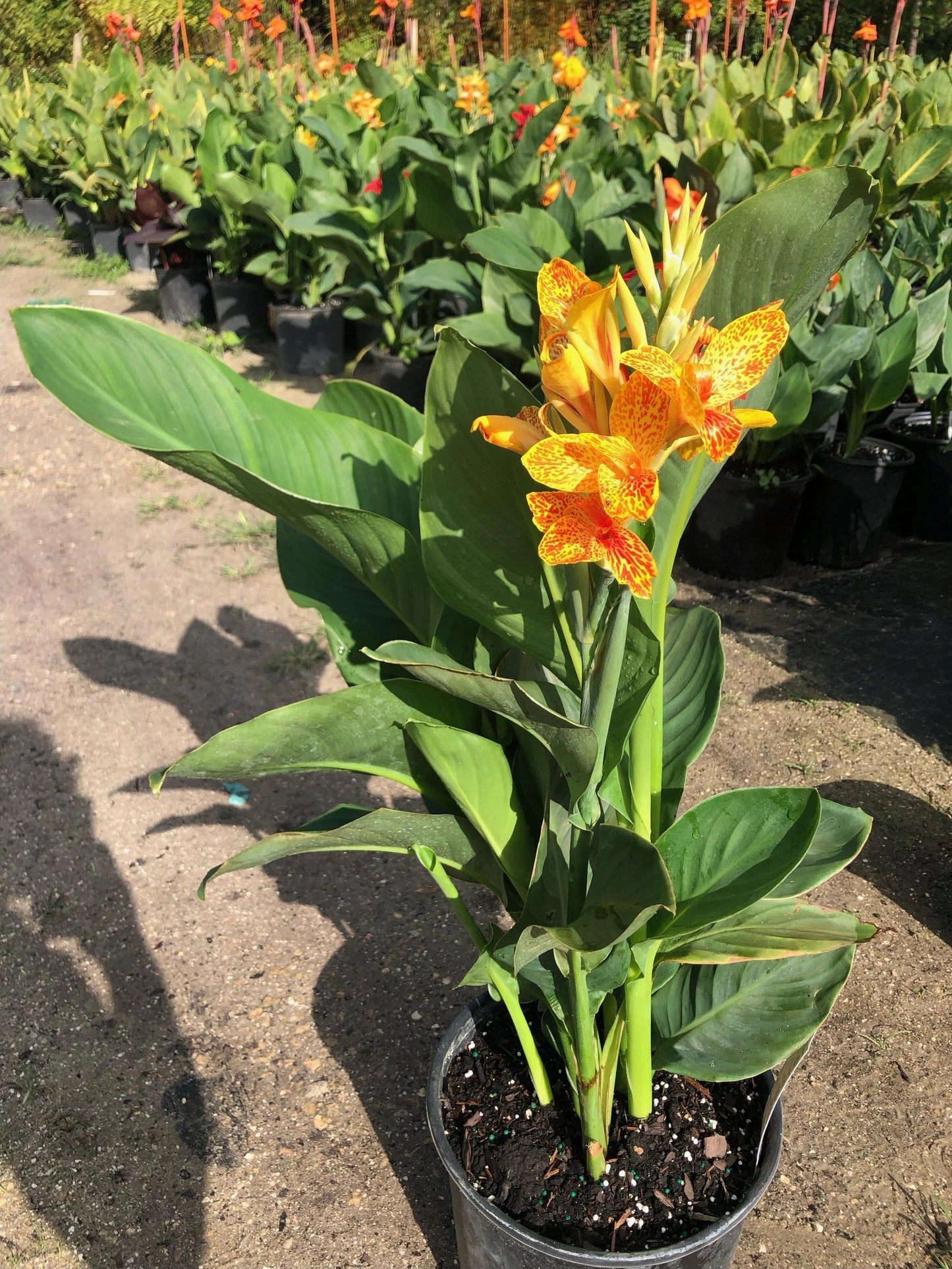 Canna 'tenerife Yellow' - View 31 from www redcrocus com