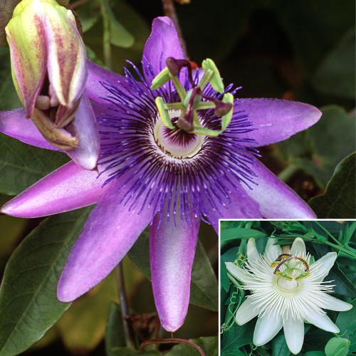 Passiflora X Assorted - View 10 from www redcrocus com