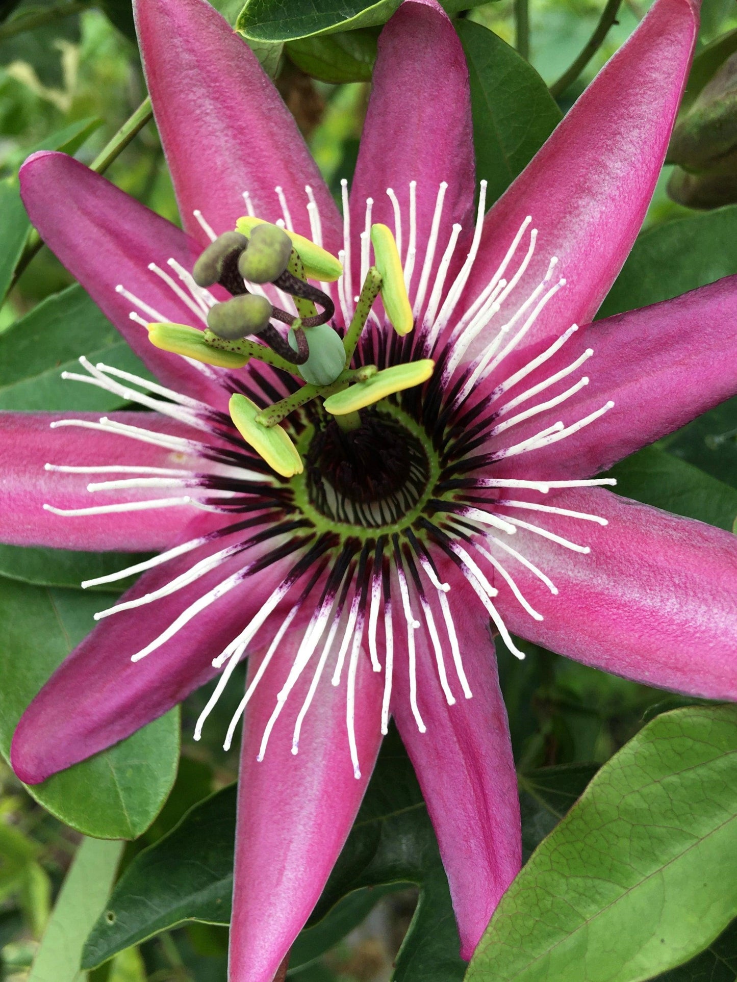 Passiflora X Assorted - View 11 from www redcrocus com