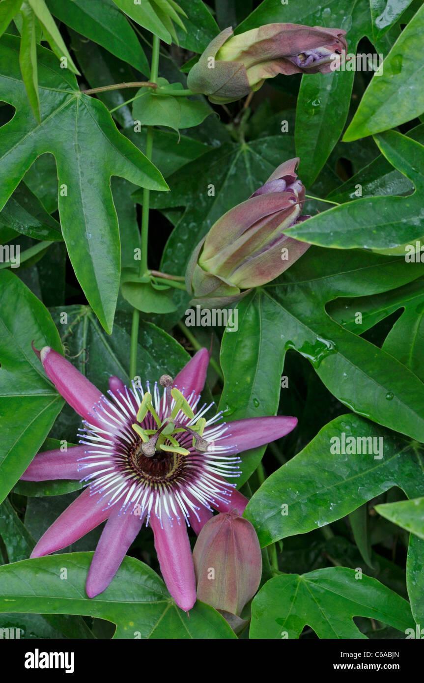 Passiflora X Assorted - View 12 from www redcrocus com