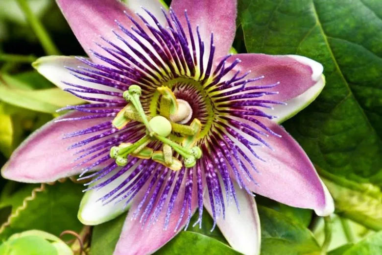 Passiflora X Assorted - View 12 from www redcrocus com
