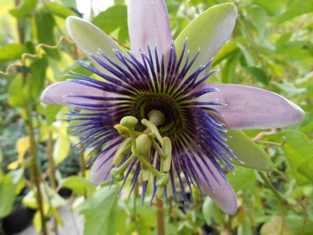 Passiflora X Assorted - View 13 from www redcrocus com