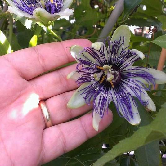 Passiflora X Assorted - View 15 from www redcrocus com