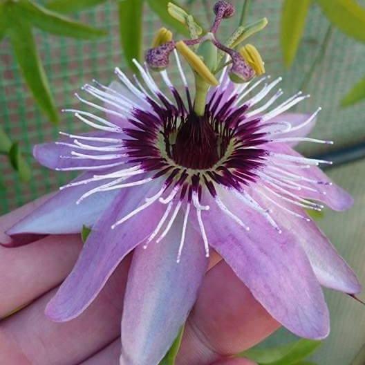 Passiflora X Assorted - View 16 from www redcrocus com