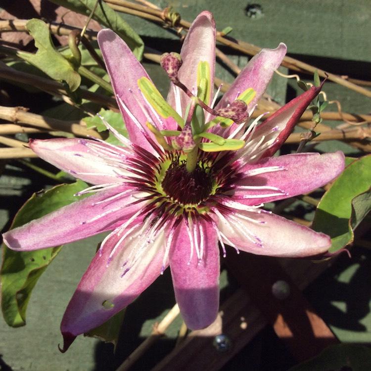 Passiflora X Assorted - View 17 from www redcrocus com