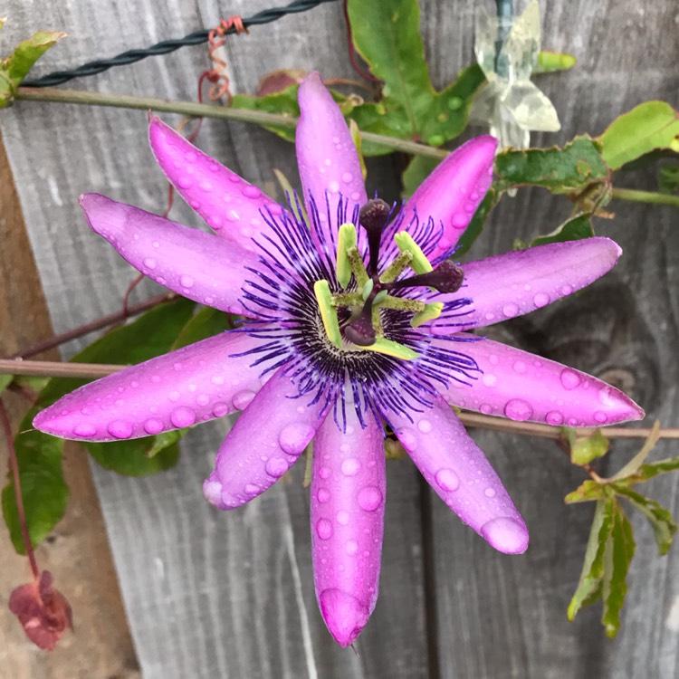 Passiflora X Assorted - View 18 from www redcrocus com