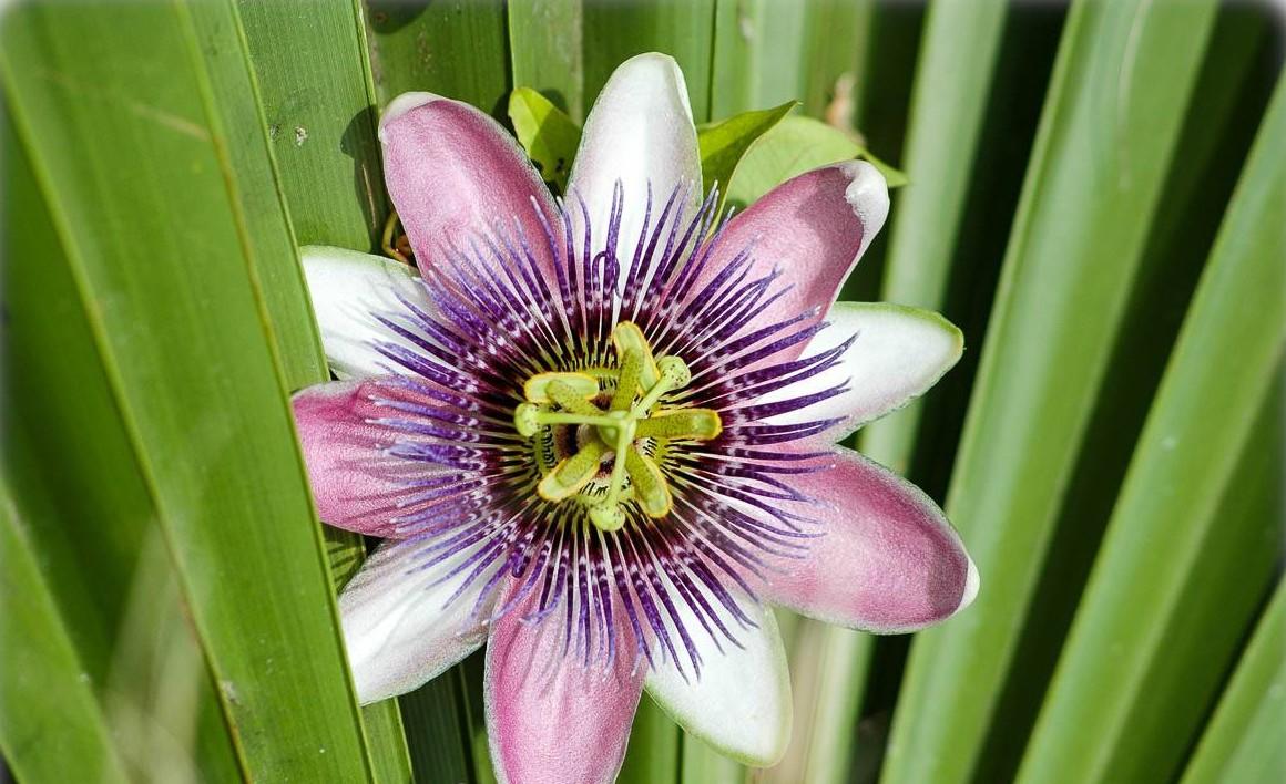 Passiflora X Assorted - View 19 from www redcrocus com