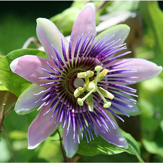 Passiflora X Assorted - View 1 from www redcrocus com