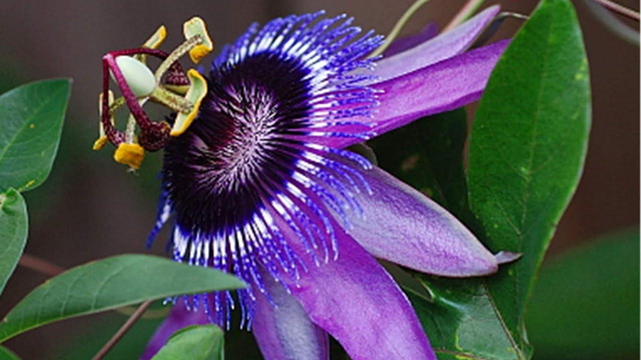 Passiflora X Assorted - View 20 from www redcrocus com